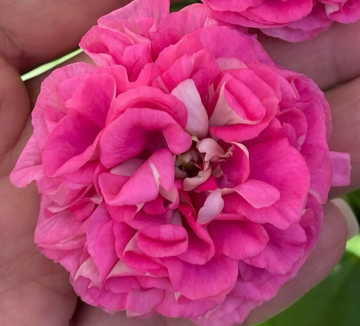 Pelargonium Pear 10 Pellets