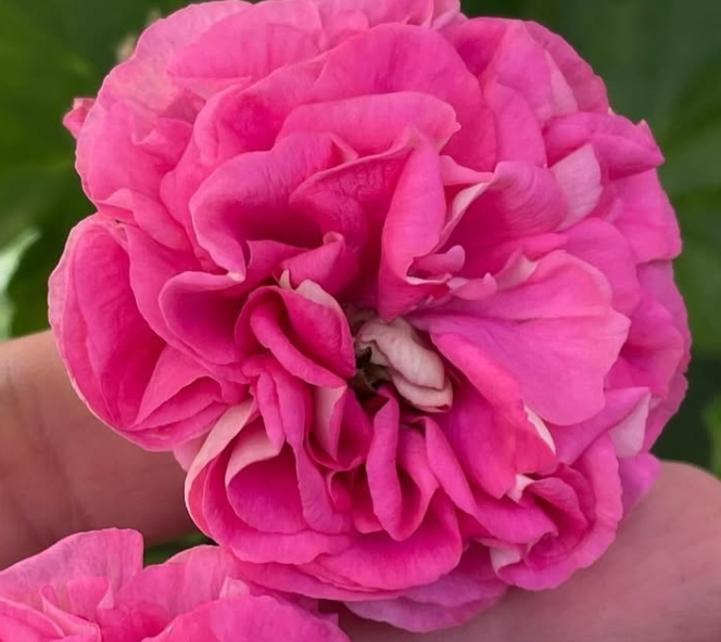 Pelargonium Pear 10 Pellets