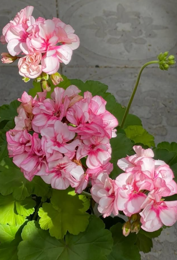 Pelargonium Aristar Bouquet 10 Pellets