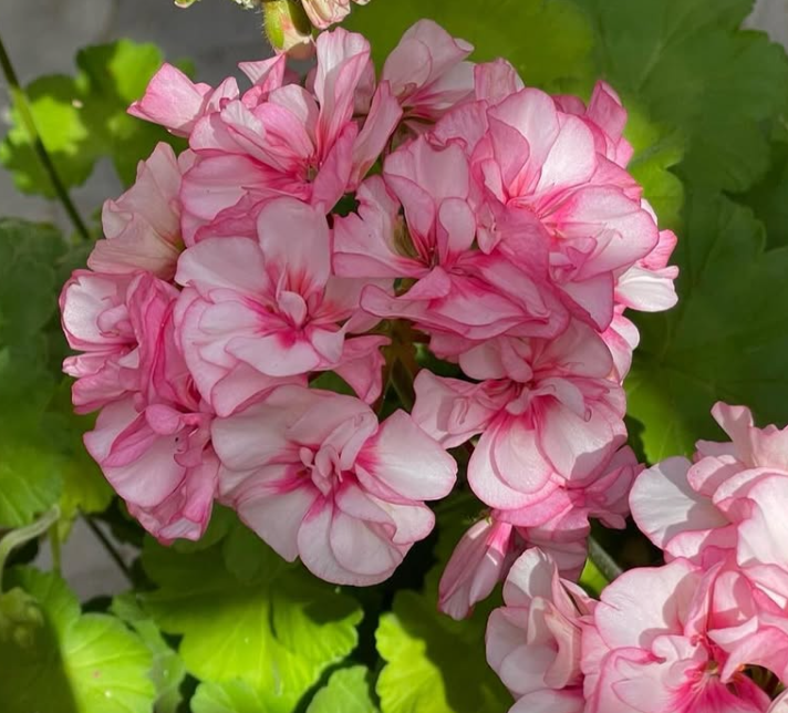 Pelargonium Aristar Bouquet 10 Pellets