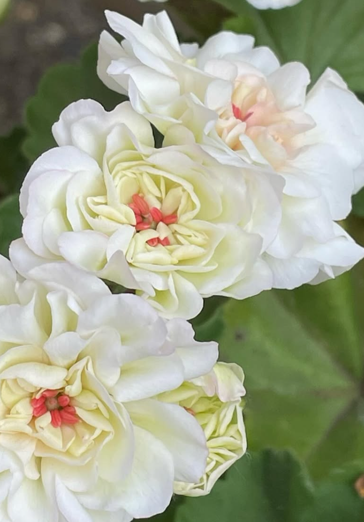 Pelargonium Eder 10 Pellets