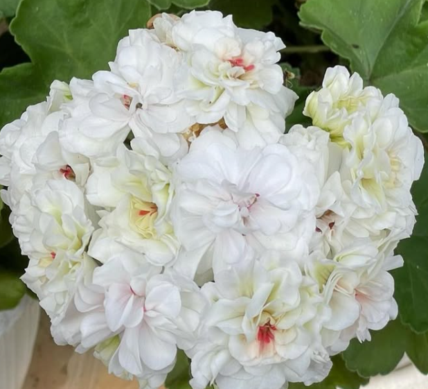 Pelargonium Eder 10 Pellets
