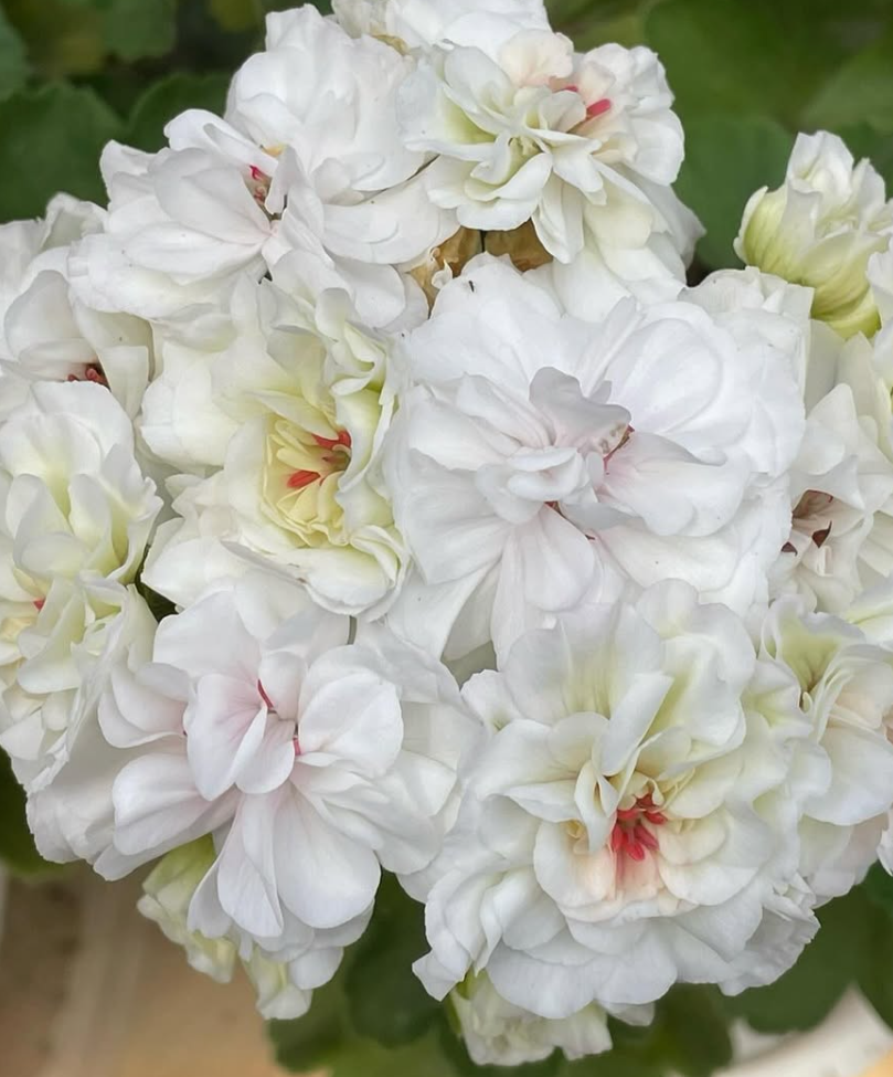 Pelargonium Eder 10 Pellets