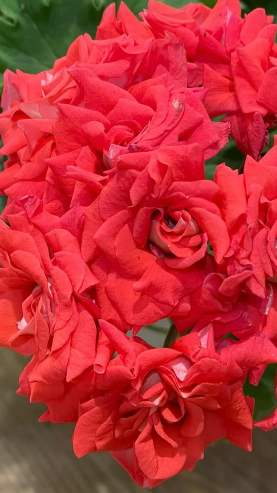 Pelargonium Painting Roses 10 Pellets