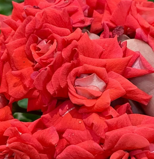 Pelargonium Painting Roses 10 Pellets