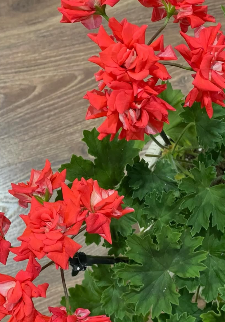 Pelargonium Painting Roses 10 Pellets