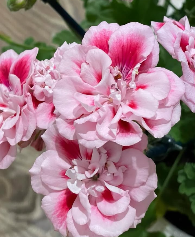 Pelargonium Ostara 10 Pellets