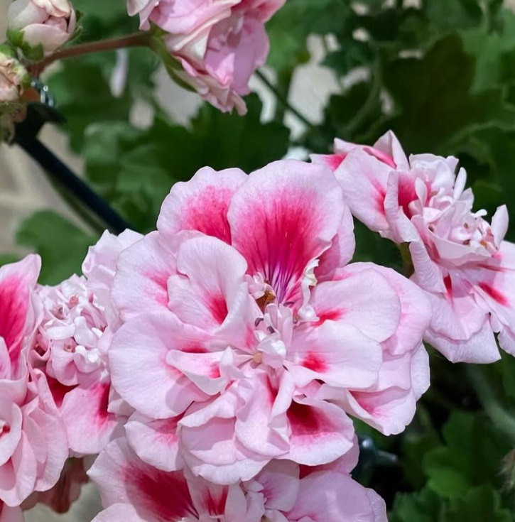 Pelargonium Ostara 10 Pellets