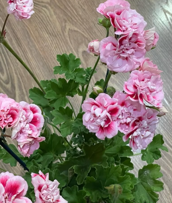 Pelargonium Ostara 10 Pellets