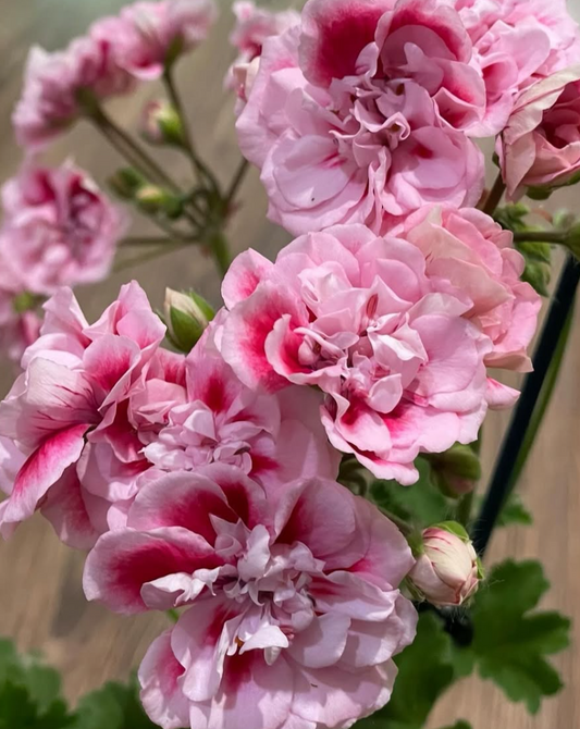 Pelargonium Ostara 10 Pellets