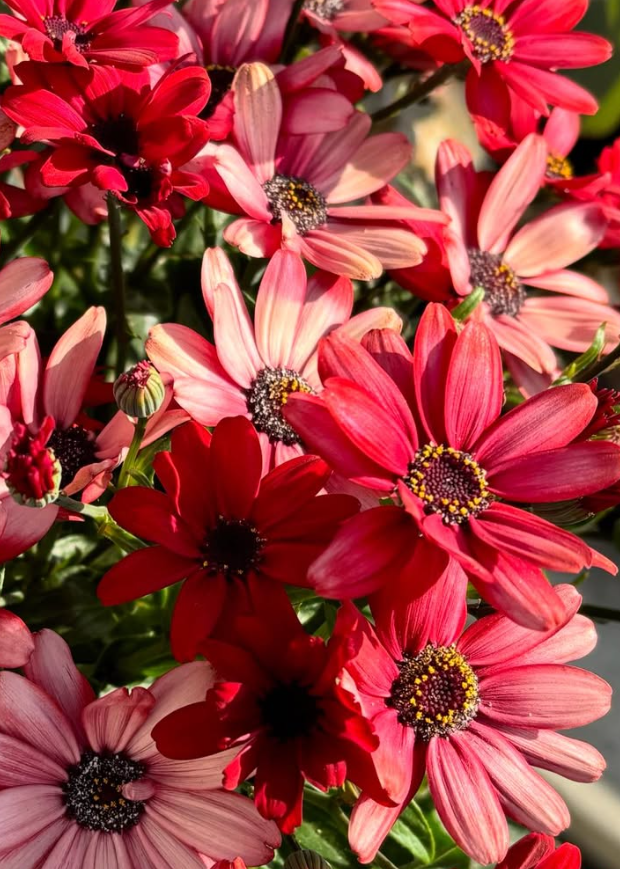 Senetti ( Pericallis x hybrida ) Scarlet 50 Seeds