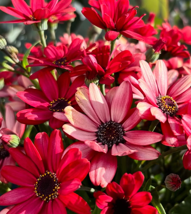 Senetti ( Pericallis x hybrida ) Scarlet 50 Seeds