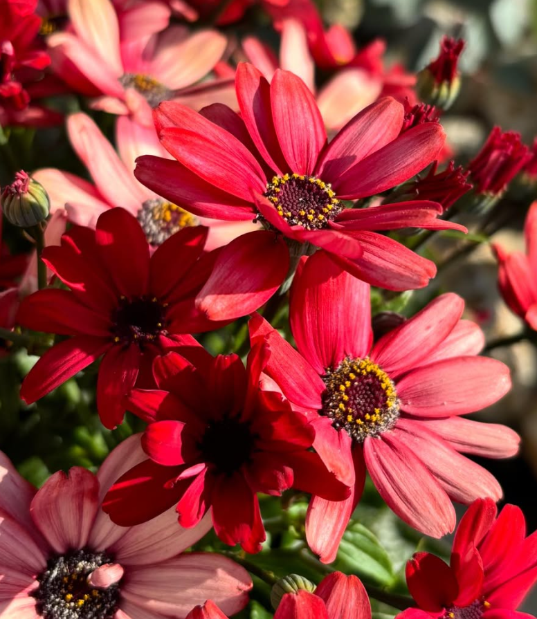 Senetti ( Pericallis x hybrida ) Scarlet 50 Seeds