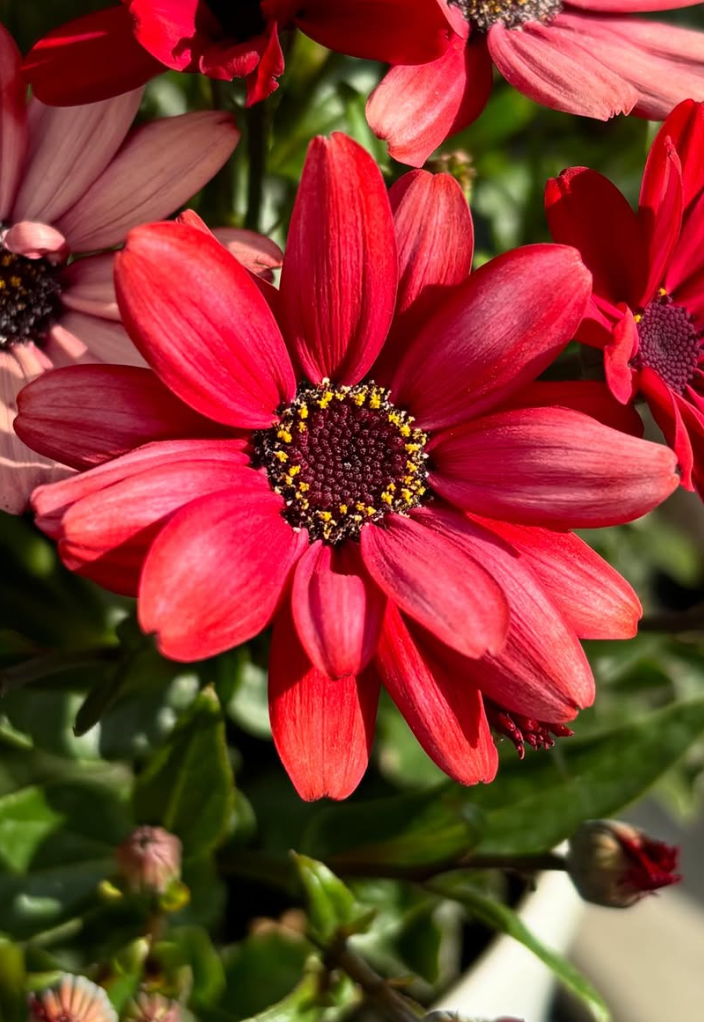 Senetti ( Pericallis x hybrida ) Scarlet 50 Seeds