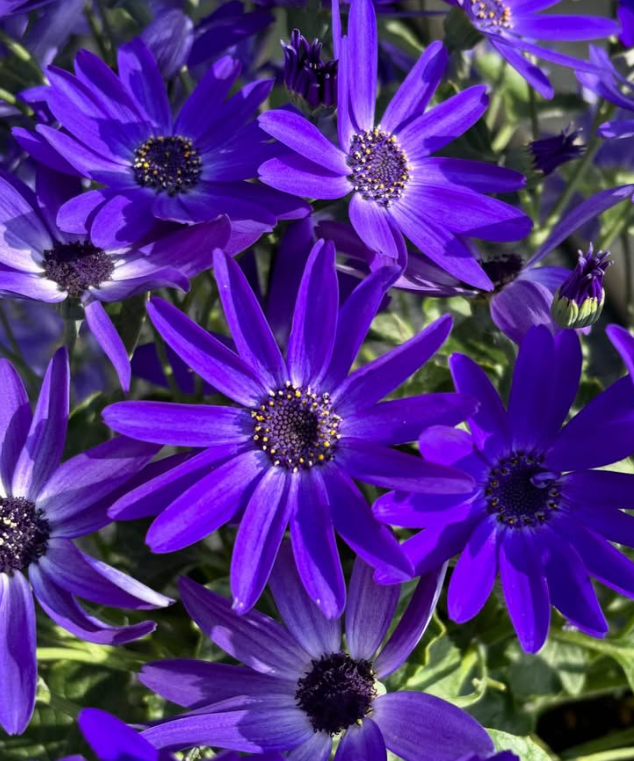 Senetti ( Pericallis x hybrida ) Royal Blue 50 Seeds