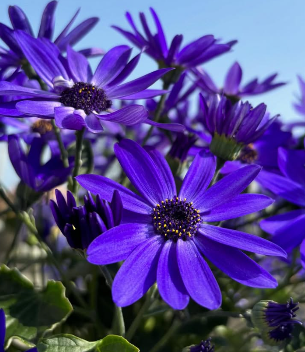 Senetti ( Pericallis x hybrida ) Royal Blue 50 Seeds