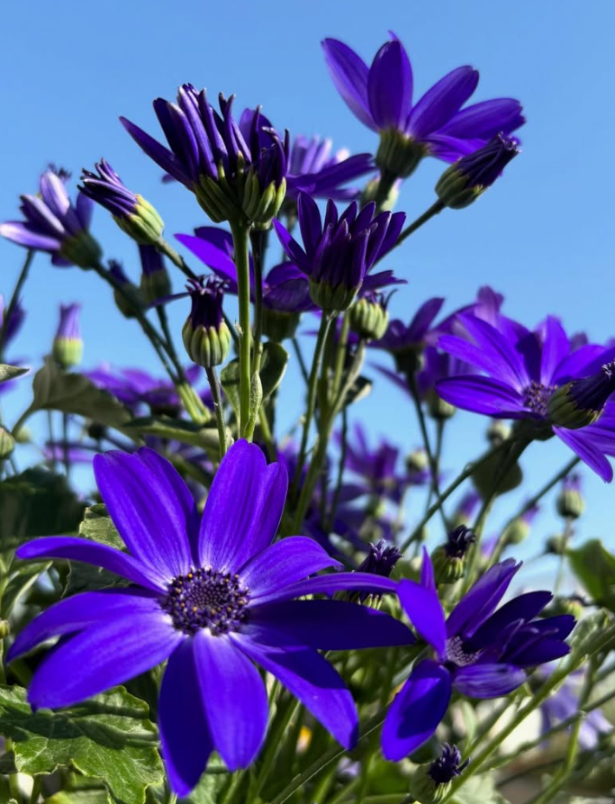 Senetti ( Pericallis x hybrida ) Royal Blue 50 Seeds