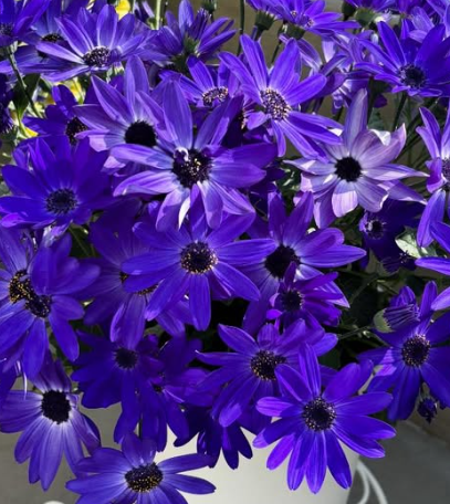 Senetti ( Pericallis x hybrida ) Royal Blue 50 Seeds