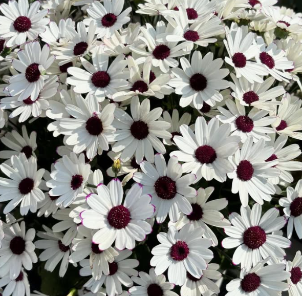Senetti ( Pericallis x hybrida ) White Red Eye 50 Seeds