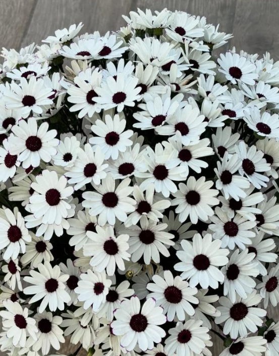 Senetti ( Pericallis x hybrida ) White Red Eye 50 Seeds