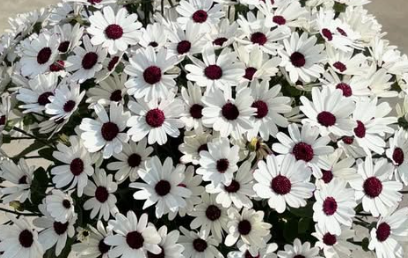 Senetti ( Pericallis x hybrida ) White Red Eye 50 Seeds