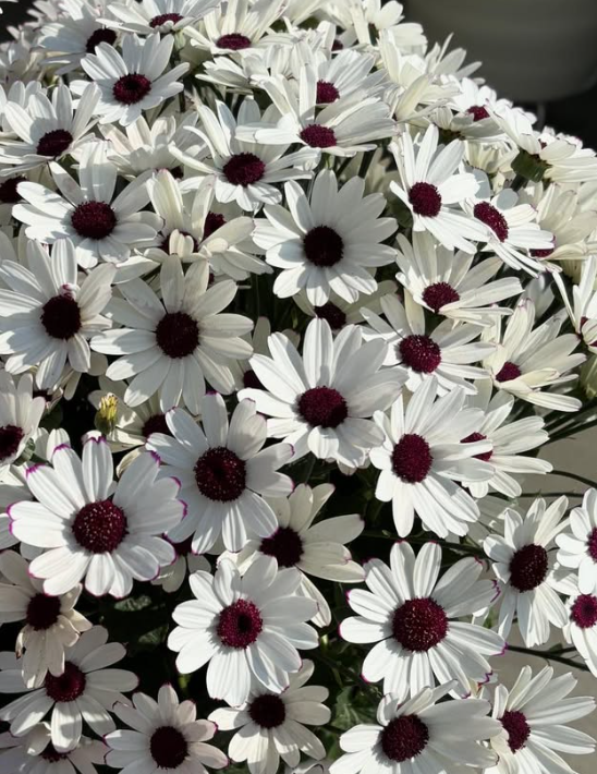 Senetti ( Pericallis x hybrida ) White Red Eye 50 Seeds