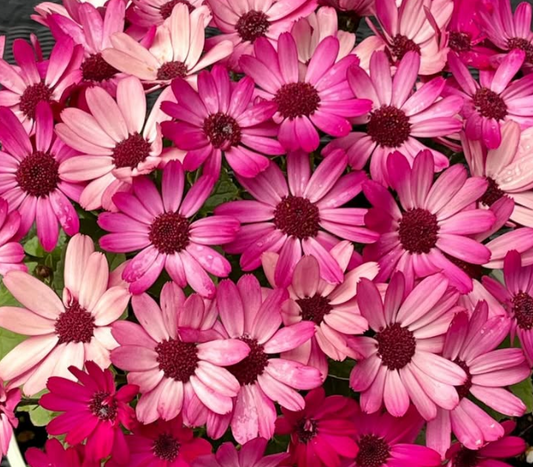 Senetti ( Pericallis x hybrida ) Konan 50 Seeds