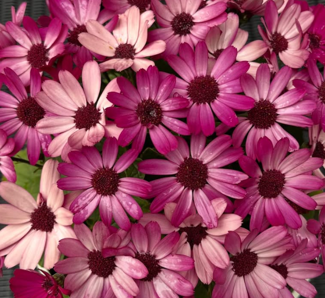Senetti ( Pericallis x hybrida ) Konan 50 Seeds
