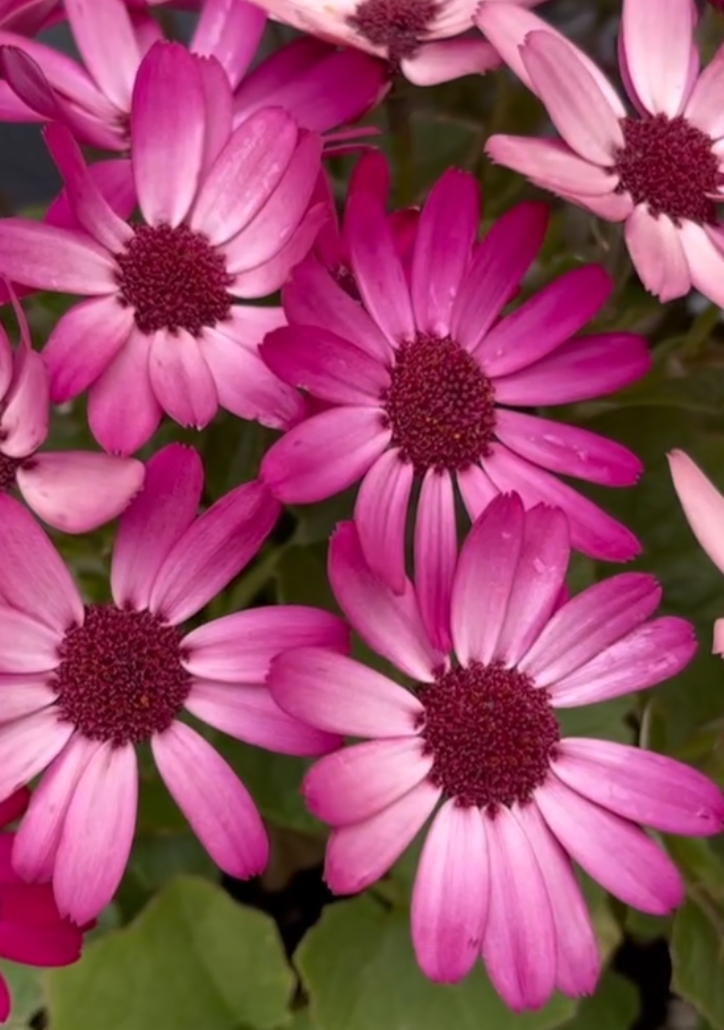 Senetti ( Pericallis x hybrida ) Konan 50 Seeds