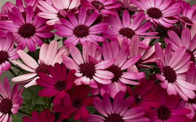 Senetti ( Pericallis x hybrida ) Konan 50 Seeds