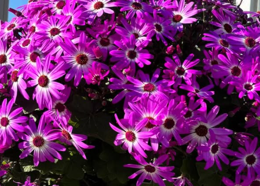 Senetti ( Pericallis x hybrida ) Pelly 50 Seeds