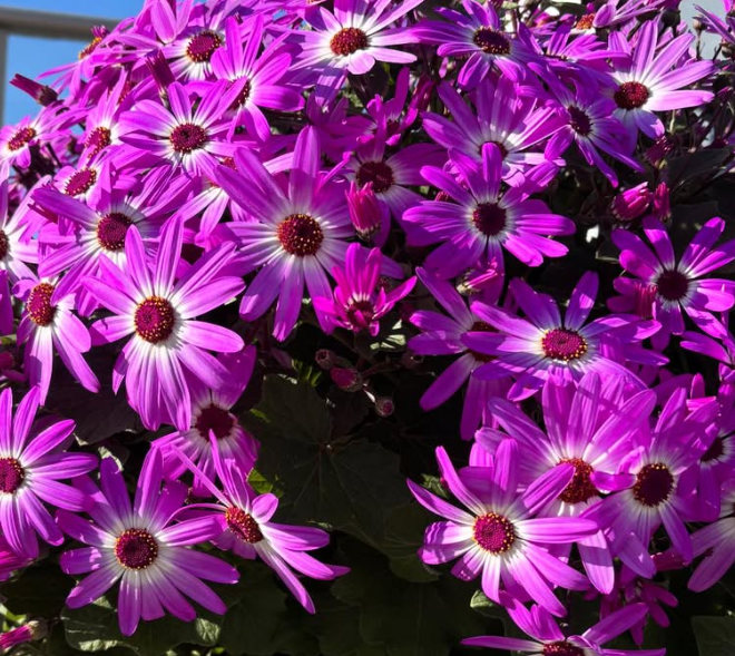 Senetti ( Pericallis x hybrida ) Pelly 50 Seeds