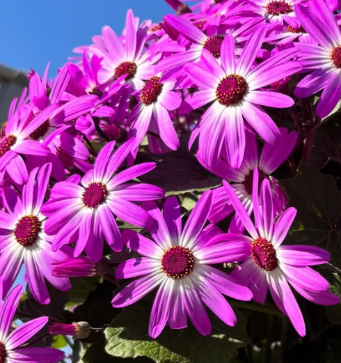 Senetti ( Pericallis x hybrida ) Pelly 50 Seeds