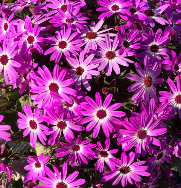 Senetti ( Pericallis x hybrida ) Pelly 50 Seeds