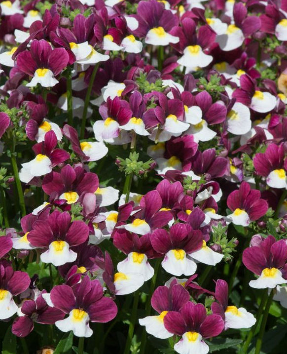 Nemesia Lady Emma 50 Seeds