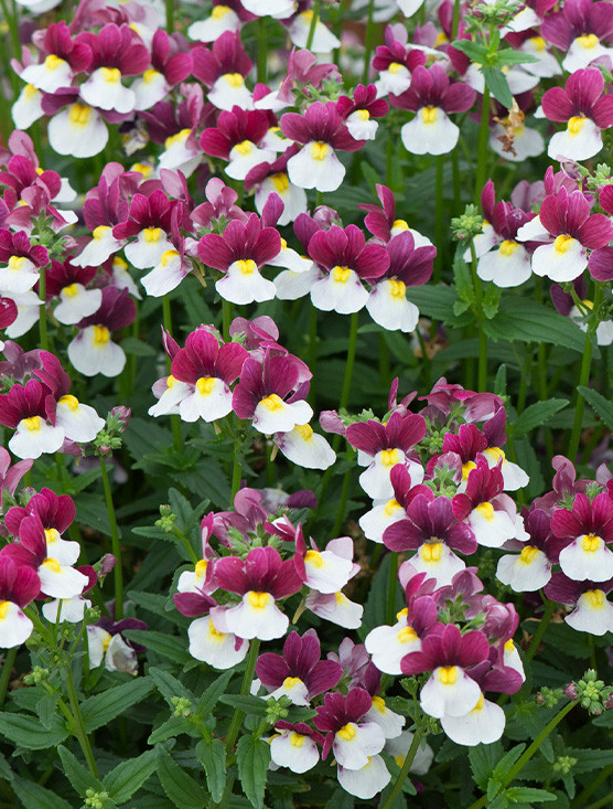 Nemesia Lady Emma 50 Seeds
