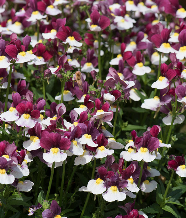 Nemesia Lady Emma 50 Seeds