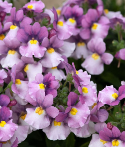 Nemesia Nuvo Pink Bicolour 50 Seeds