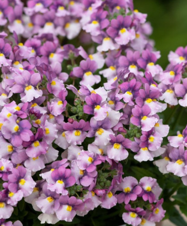 Nemesia Nuvo Pink Bicolour 50 Seeds