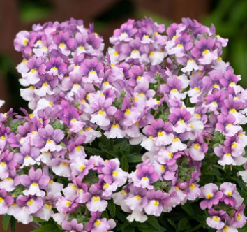 Nemesia Nuvo Pink Bicolour 50 Seeds