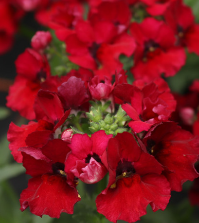 Nemesia Lyric Deep Red Eye 50 Seeds