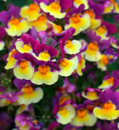 Nemesia Aroma Rhubarb and Custard 50 Seeds