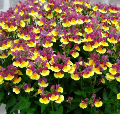 Nemesia Aroma Rhubarb and Custard 50 Seeds