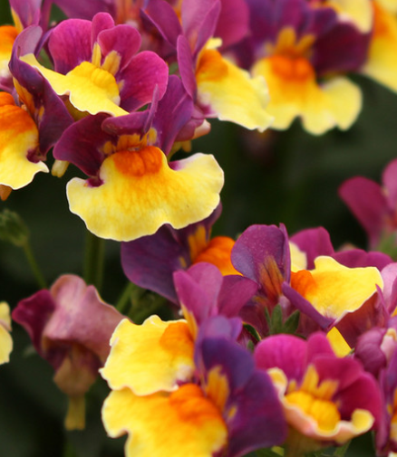 Nemesia Aroma Rhubarb and Custard 50 Seeds