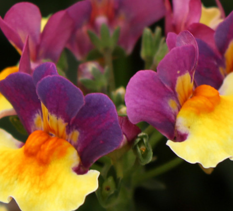 Nemesia Aroma Rhubarb and Custard 50 Seeds