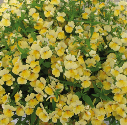 Nemesia Lyric Yellow 50 Seeds