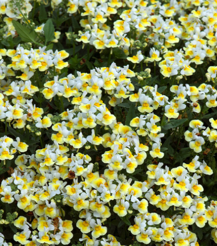 Nemesia Aroma Banana Split 50 Seeds