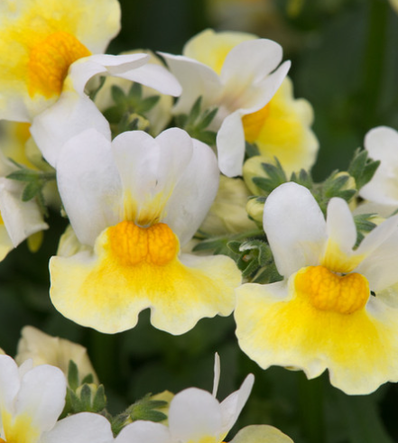 Nemesia Aroma Banana Split 50 Seeds