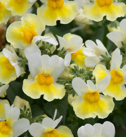 Nemesia Aroma Banana Split 50 Seeds