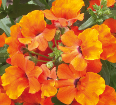 Nemesia Lyric Orange 50 Seeds